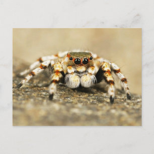 Jumping Spider Close-up Briefkaart