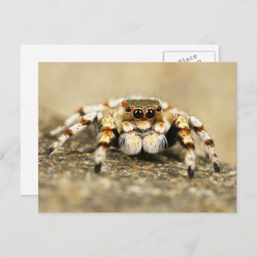 Jumping Spider Close-up Briefkaart (Voorkant / Achterkant)