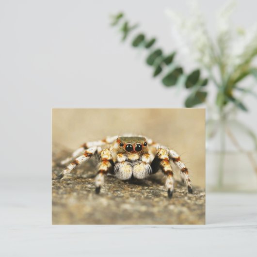 Jumping Spider Close-up Briefkaart (Staand voorkant)