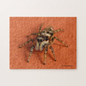 Jumping Spider Legpuzzel (Horizontaal)