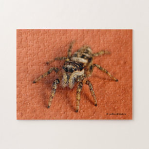 Jumping Spider Legpuzzel
