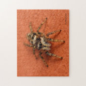 Jumping Spider Legpuzzel (Verticaal)