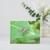 Jumping Spider (Mavea inclemens) Briefkaart (Staand voorkant)