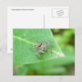 Jumping Spider (Mavea inclemens) Briefkaart (Voorkant / Achterkant)