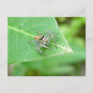 Jumping Spider (Mavea inclemens) Briefkaart
