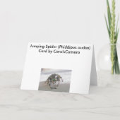 Jumping Spider (Phiddipus audax) Kaart (Achterkant)