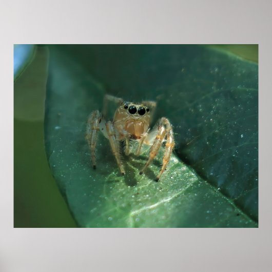 Jumping Spider Poster (Voorkant)