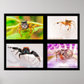 Jumping Spider set Poster (Voorkant)