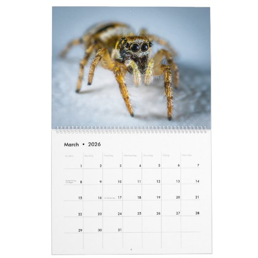 Jumping Spiders Kalender (Mar 2026)