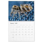 Jumping Spiders Kalender (Feb 2027)