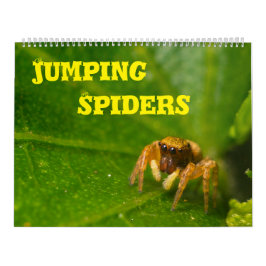Jumping Spiders Kalender