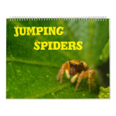 Jumping Spiders Kalender (Hoes)