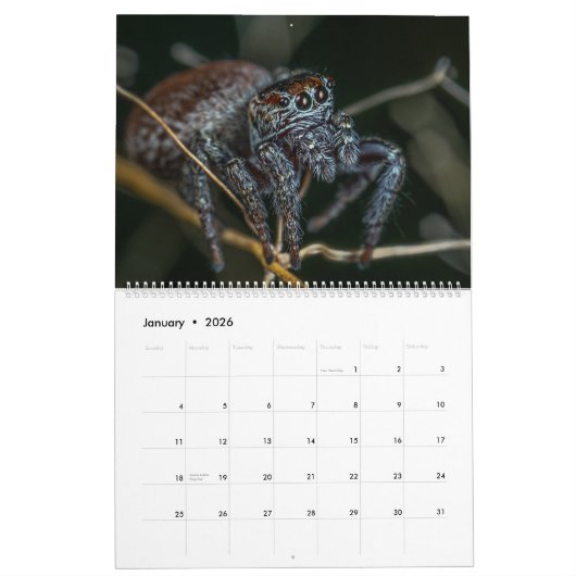 Jumping Spiders Kalender (Jan 2026)