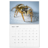 Jumping Spiders Kalender (Mar 2027)