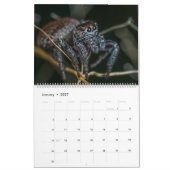 Jumping Spiders Kalender (Jan 2027)