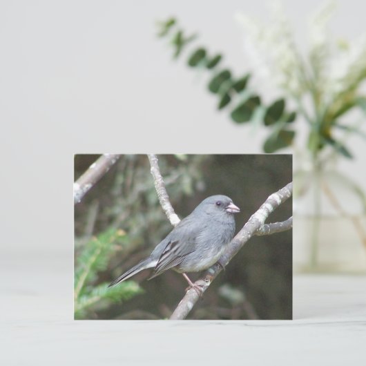 Junco Briefkaart (Staand voorkant)