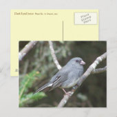 Junco Briefkaart (Voorkant / Achterkant)