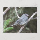 Junco Briefkaart (Voorkant)