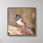 Junco Canvas Afdruk (Voorkant)