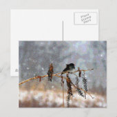 Junco in de sneeuw briefkaart (Voorkant / Achterkant)