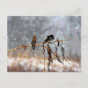Junco in de sneeuw briefkaart