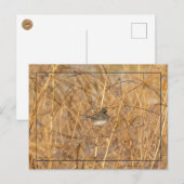 Junco on Icy Grass Briefkaart (Voorkant / Achterkant)