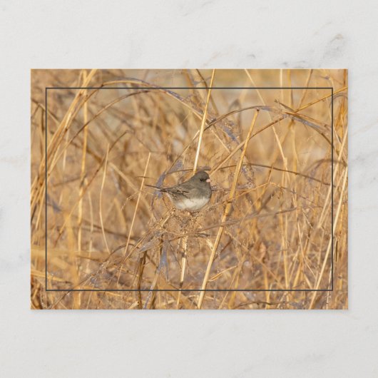 Junco on Icy Grass Briefkaart (Voorkant)