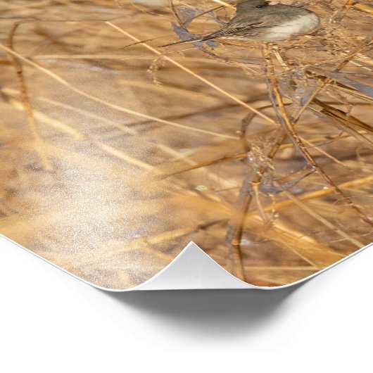 Junco on Icy Grass Foto Afdruk (Hoek)