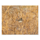 Junco on Icy Grass Foto Afdruk (Voorkant)
