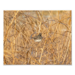Junco on Icy Grass Foto Afdruk