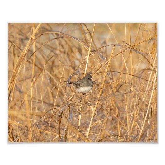 Junco on Icy Grass Foto Afdruk (Voorkant)