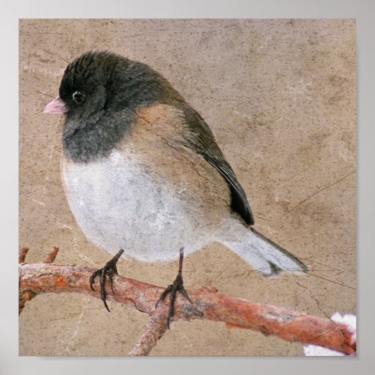 Junco Poster (Voorkant)