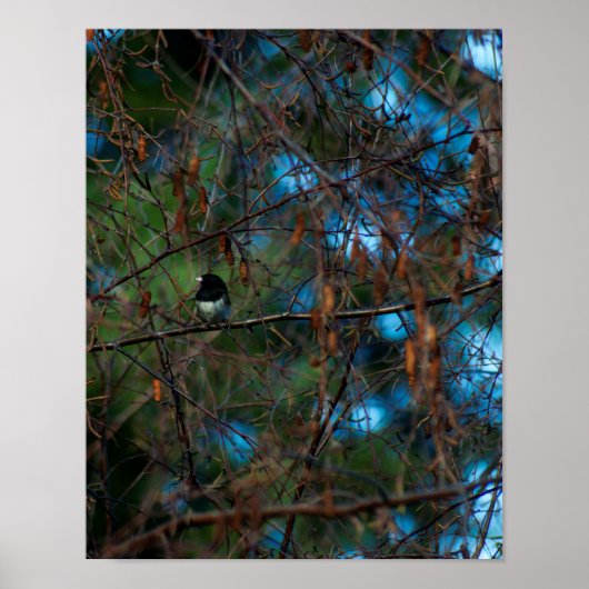 Junco Poster (Voorkant)