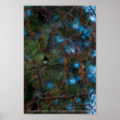 Junco Poster (Voorkant)