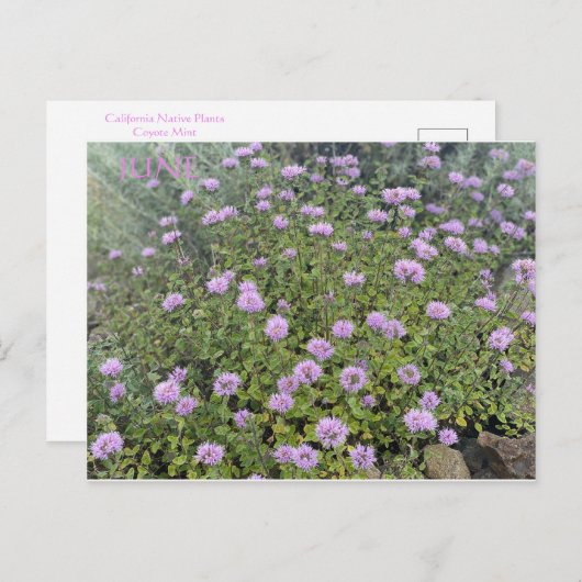 JUNE BRIEFKAART (Voorkant / Achterkant)