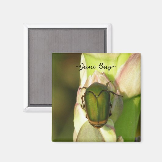 June Bug Magneet (Voorkant / Achterkant)