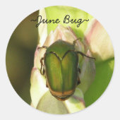 June Bug Stickers (Voorkant)