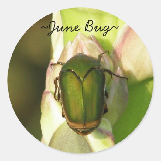 June Bug Stickers (Voorkant)