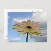 June Gerbera Flower in the Sky Briefkaart (Voorkant / Achterkant)