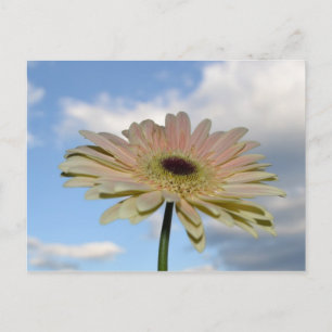 June Gerbera Flower in the Sky Briefkaart