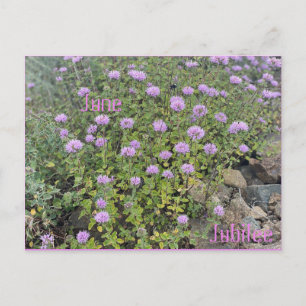 June Jubilee Briefkaart