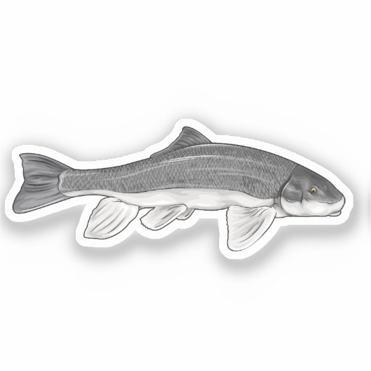 June Sucker Fish Vector Illustratie Sticker (Voorkant)