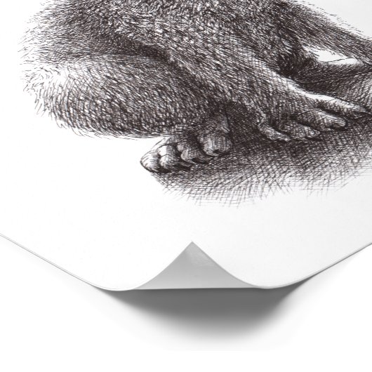 Junger Wolf heult den Mond an. Poster (Hoek)