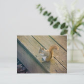 Junges rotes Eichhörnchen/jonge rode eekhoorn Briefkaart (Staand voorkant)