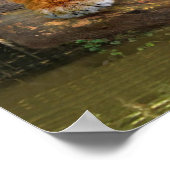 JUNGLE TIGER POSTER (Hoek)