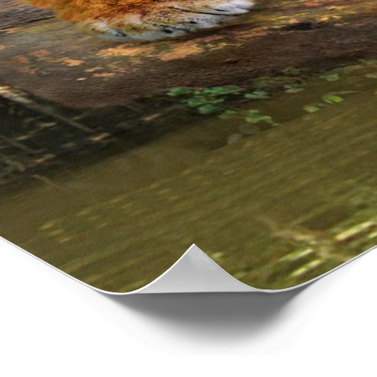 JUNGLE TIGER POSTER (Hoek)