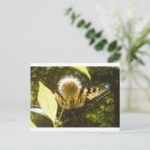 Juni Monarch Post Kaart (Staand voorkant)