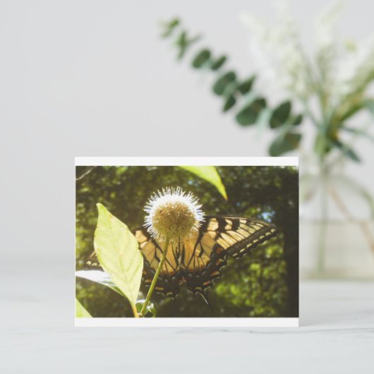 Juni Monarch Post Kaart (Staand voorkant)