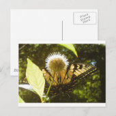 Juni Monarchie Postkaart (Voorkant / Achterkant)