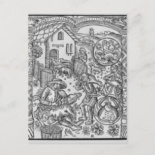 Juni, schapen het scheren, Tweeling Briefkaart